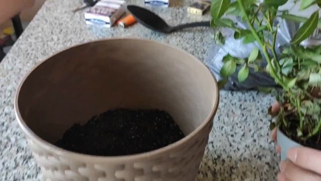 Комнатная роза!  Пересаживаем после покупки..