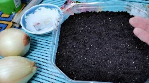 Лук из семян за один сезон! Сею лук чернушку Эксибишен Ялтинский и лук-порей Карантанский.