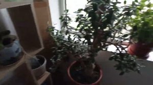 ПЕРЕЕЗД НА ЮГ / ДОЖДИ ЗАКОНЧИЛИСЬ??? ПОДКОРМКА ИЗ ТРАВЫ?  ЛЮБИМАЯ СУШИЛКА? СТРАННЫЙ МИНДАЛЬ?