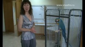 Мяукающий скворец