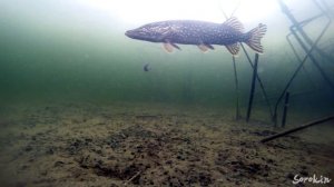 РЕАКЦИЯ ОГРОМНОЙ ЩУКИ НА МЁРТВУЮ РЫБКУ! Подводная съемка