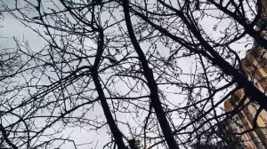VID 20240312 222348 Всегда или только сейчас (Филип Ларкин)...Павел Васильев Лахтинский