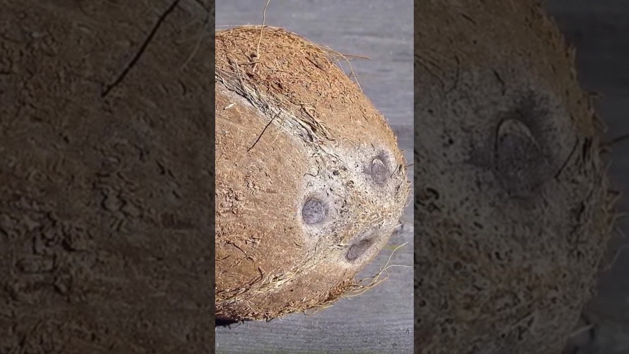 Кокос - не орех смотреть онлайн