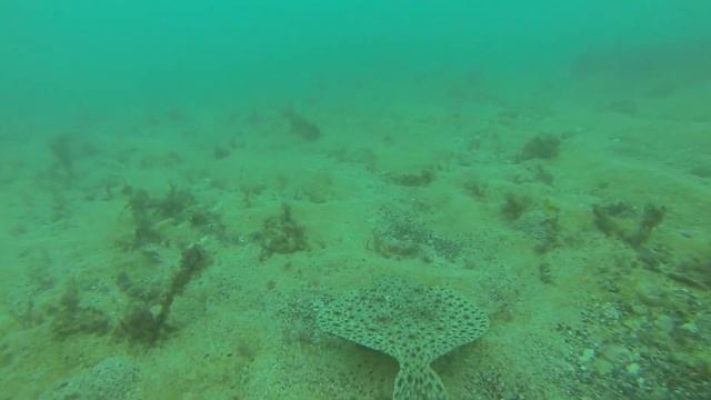 Камбала радует своей грацией под водой. Такое мало кто видел в своей жизни! смотреть онлайн