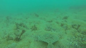 Камбала радует своей грацией под водой. Такое мало кто видел в своей жизни!