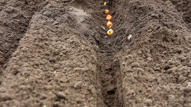 ПОСЕВЫ И ПОСАДКИ В МАЕ (СРОКИ И ПРАВИЛА) смотреть онлайн