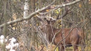 Благородный олень осенью