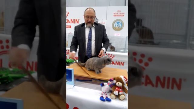 Международная выставка кошек Grand Prix Royal Canin - 2016