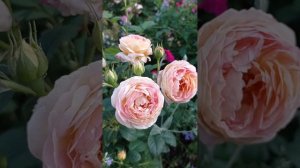 Розы ~РОЗОМАН ЖАНОН~ и ~ МОНИКА БЕЛЛУЧЧИ~ 🌹♥️🌹