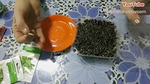 СЕЕМ ОГУРЦЫ в ПЕРЛИТ.СРАВНИМ С ПОСЕВОМ В "УЛИТКИ"РЕЗУЛЬТАТЫ ПОСЕВА.ЧЕРНОЙ НОЖКИ НЕ БУДЕТ