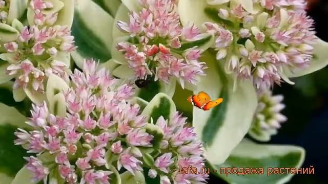 Седум гибридный Элсис Голд ? гибридный седум Элсис Голд обзор: как сажать, рассада седума Элсис Гол смотреть онлайн