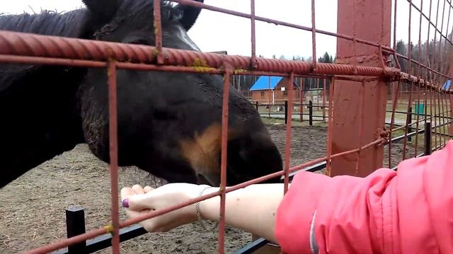 Лошадь ест сено с рук смотреть онлайн