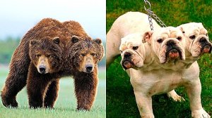 Не Фотошоп! Невероятные Двухголовые Животные