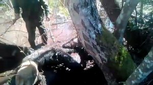 Собаки рвут кабана