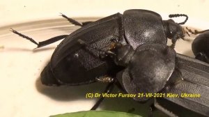 Что за Черные Жуки Бегают в Городе по Дорожкам? Зоопарк Жукариум. Удивительные Насекомые.