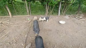 Сравнение размеров вьетнамской свиньи и гибрида дикого кабана