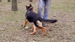 ПОДГОТОВКА К ВЫСТАВКЕ. Щенки немецкой овчарки 5 мес.Одесса.