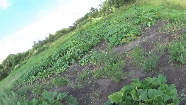 Начинаем сбор патиссонов и помидор смотреть онлайн