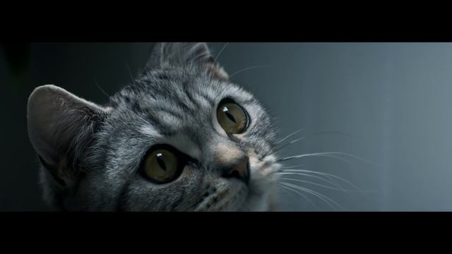 WHISKAS Капля смотреть онлайн