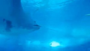Китовая акула в океанариуме Окинавы!