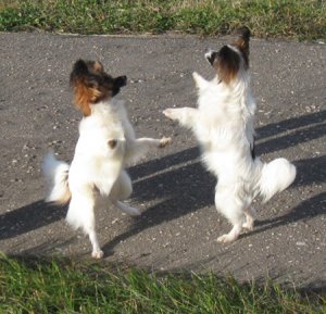 Собачий вальс.