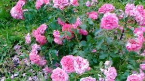 Роза Розариум Ютерсен