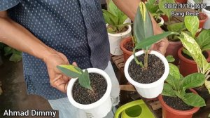 KOLEKSIANNYA MAKIN TOP ‼️ BANYAK JENIS SCINDAPSUS DAN ANTHORIUM HARGA EKONOMISAN