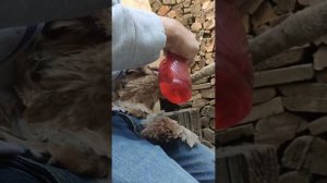 Лечение отек глаза кур