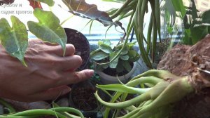 Мои лайфхаки по уходу за комнатными цветами для меня ленивой.