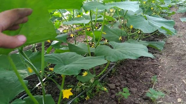 Сравнение гибрида Арктика и сатина смотреть онлайн