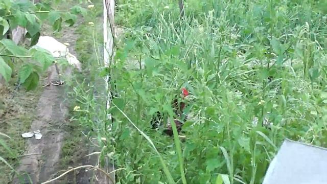 Мясо-костная мука, трава. Мешанка для кур. смотреть онлайн