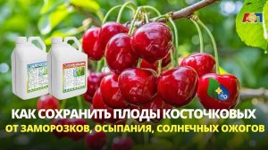 БЖ Антифриз и БЖ Термощит на косточковых в КФХ Родное_06.06.2024