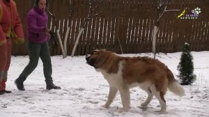 Щенок сенбернар, агрессия к гостям, поведение животных, собака для охраны