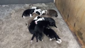 Бугай Алабай. Щенкам 3 дня.