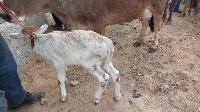 Uychi tumani Yorqõrģon mol bozori sigirlar narhlari bilan tanishing 12.04.2023yil+99833.781.14.04
