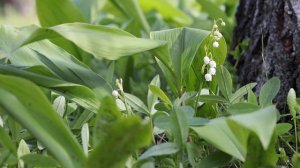 Ландыш майский