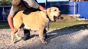 Алабай среднеазиатская овчарка из питомника Азмарал Ульяновак