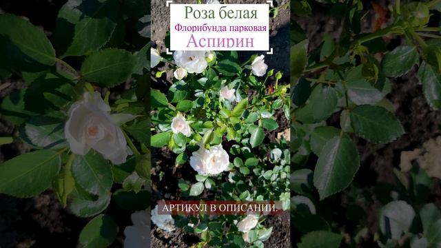 Роза парковая - Аспирин. 💐