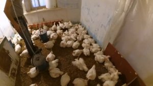 Сколько кушает, весит и пьет бройлер// 39 день