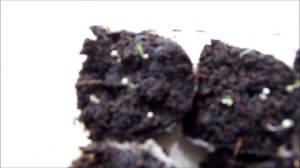 Ампельные петуньи обзор и результаты всходов семян  Биотехника,Парнёр,Престиж и Акварель