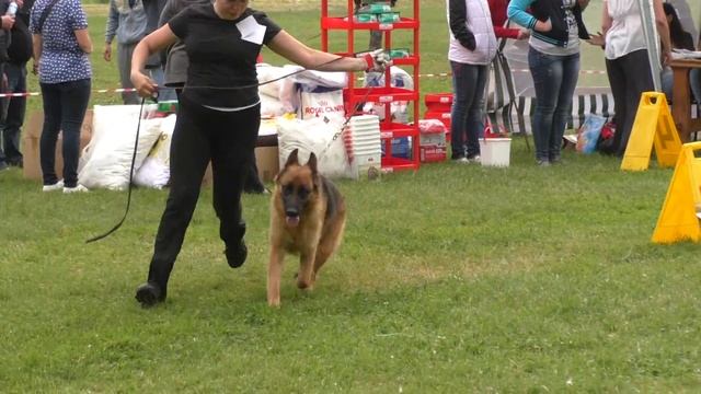 Выставка собак 11.06.16г. Липецк BIG 1 смотреть онлайн