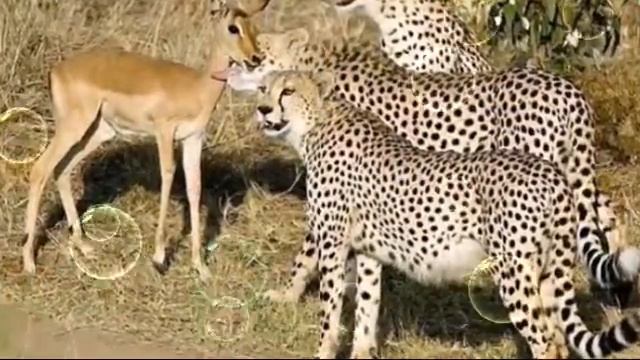 Леопард и гепард. Отличие . смотреть онлайн