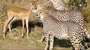 Леопард и гепард. Отличие .