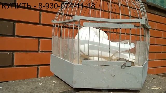 Русские почтовые голуби. | Породы голубей