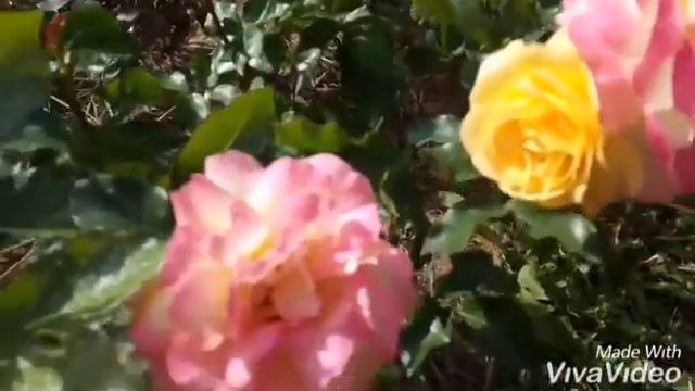 Роза первогодка Lampion Лампион Tantau. смотреть онлайн