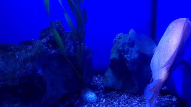 Океанариум Морская сказка в ТЦ  Детский мир