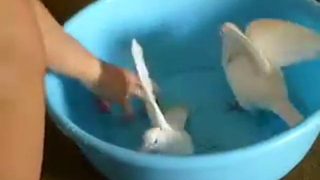 Купание голубей смотреть онлайн