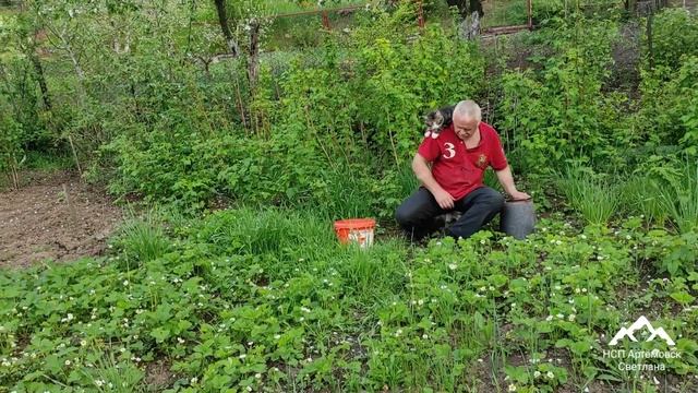 Клубника Елизавета . Кот помогает на огороде .