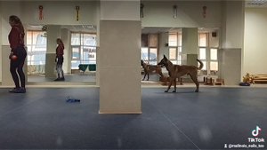 самая умная малинуа в мире!) лучшая дрессированная собака ?