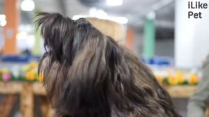 5 особенностей содержания ши-тцу